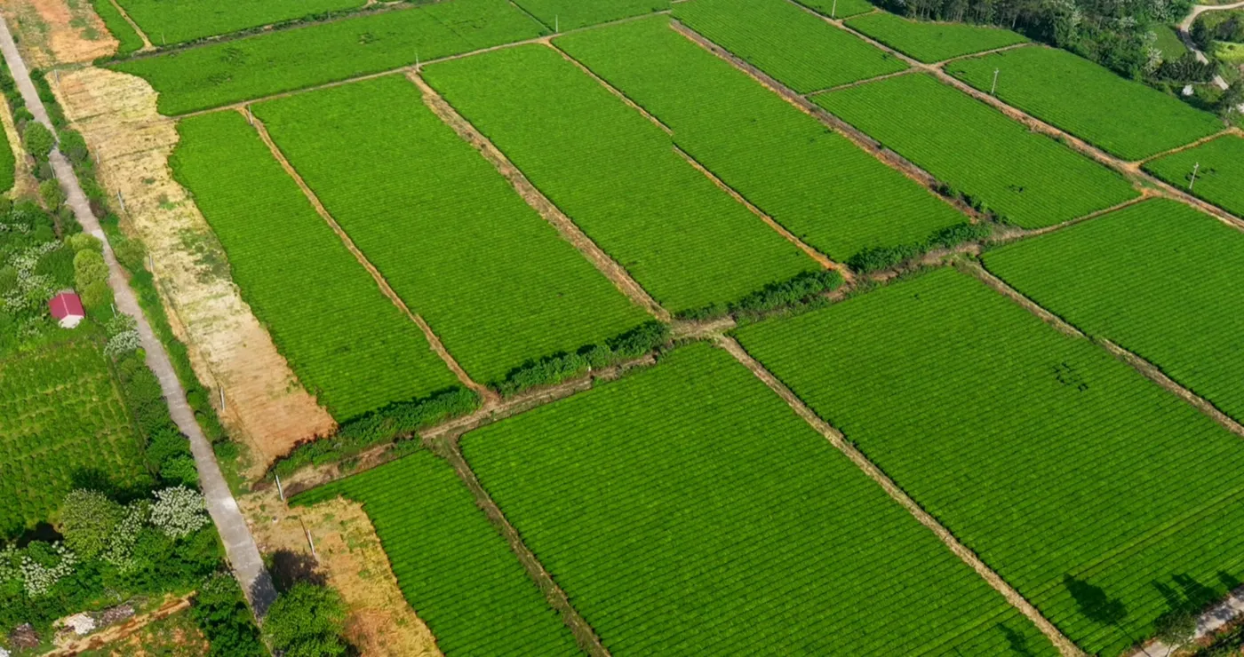 抹茶茶园基地航拍