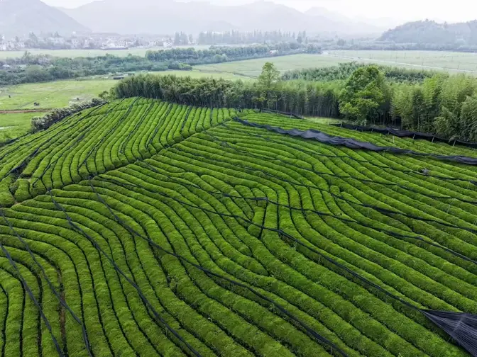 抹茶原料茶园基地