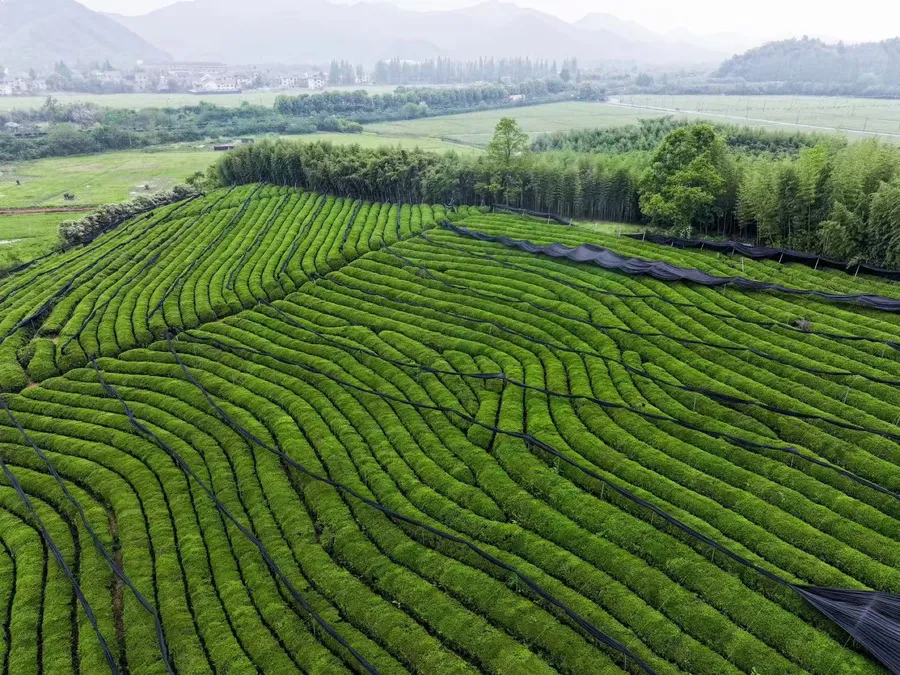抹茶原料茶园基地